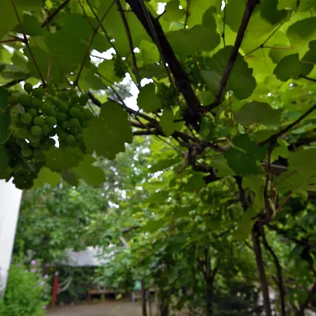 Orpheus * نيوز  بانتيليموناس