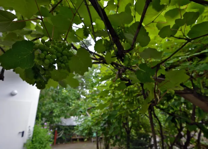 Orpheus * 内奥斯潘特雷蒙纳斯